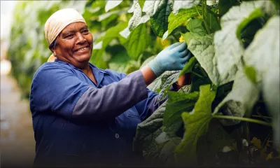 Pénurie sur le marché local : les entreprises privées étudient la possibilité d’importer des légumes