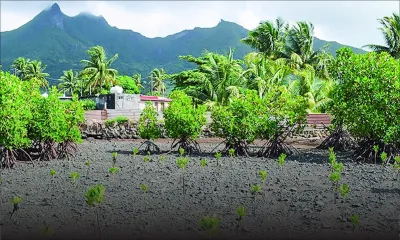 Pollution : la mangrove de Mahébourg souillée après les inondations