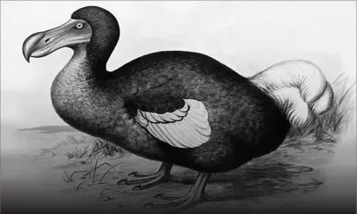 Les dodos n’étaient pas stupides selon des chercheurs