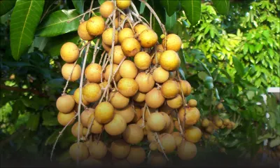 Longanes: entre Rs 500 à Rs 800 le kilo