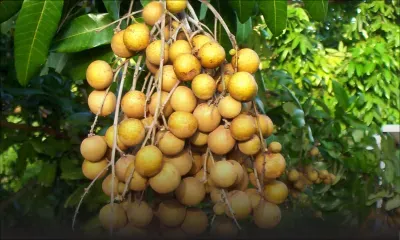 Longanes : la récolte risque d'être moins juteuse  