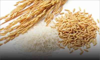 Les importations d’aliments s’élèvent à Rs 34,5 milliards en 2016