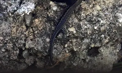 Incivisme : une vague de pollution sur nos îlots interpelle