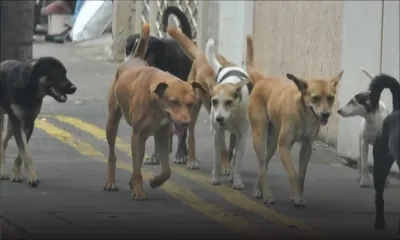 Mauritius Society for Animal Welfare : le ramassage des chiens se fait seulement en cas d’urgence