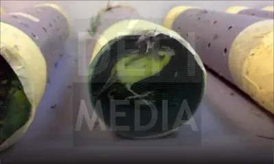 Arrêtés avec 350 oiseaux dans leurs valises : 2 réunionnais inculpés d’exportation illégale