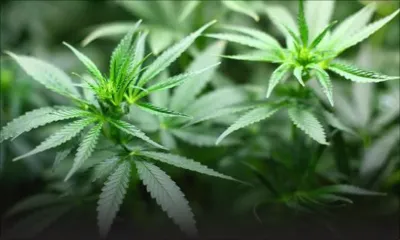 Sondage : plus de 60 % des Mauriciens contre la décriminalisation du cannabis