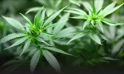 Culture de cannabis : amende de Rs 50 000 pour avoir offert trois plants de gandia à trois policiers