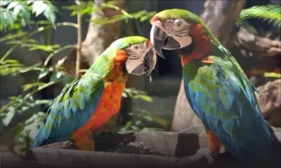 Trafic d’oiseaux : une trentaine de volatiles volés 