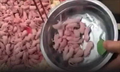 Il mange des bébés souris