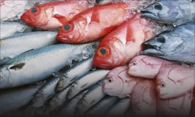 Pêche : baisse dans les prises 