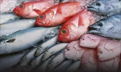 Maurice veut exploiter 13 000 à 26 000 tonnes supplémentaires de poisson