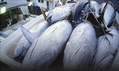 Armé du vote de l’ONU sur les Chagos : Maurice entend expulser le Royaume-Uni de la Commission thonière de l’océan Indien