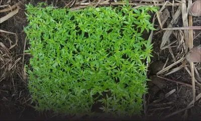 Opérations de l’Adsu: saisie de Rs 9,6 millions de gandia