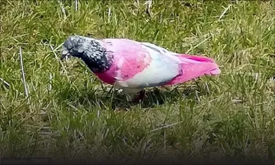 Ils croyaient voir un pigeon rose mauricien… en Angleterre