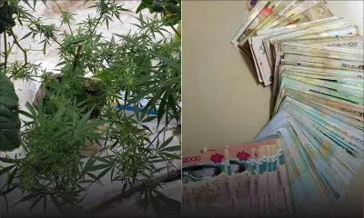 Dans la serre d’un planteur : deux plants de gandia et Rs 126 600 saisis 