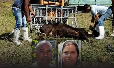 Fièvre aphteuse : l’enfouissement des carcasses d’animaux malades inquiète