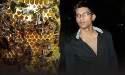 Apiculture : le doux métier de Nirmal Alluck