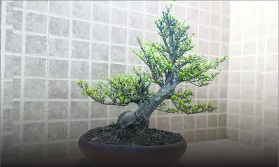 Bonsaï : l’art du temps