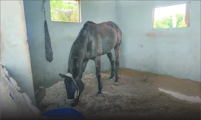 Under Cover Agent, Star of Kazan, Fools Gold…  la seconde vie des champions oubliés