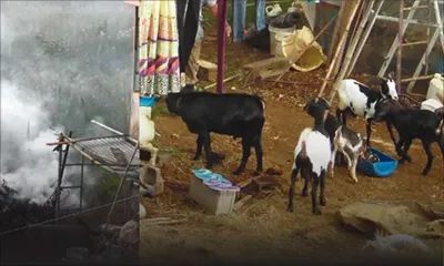 À New Grove : son voisin élève des cabris en pleine zone résidentielle