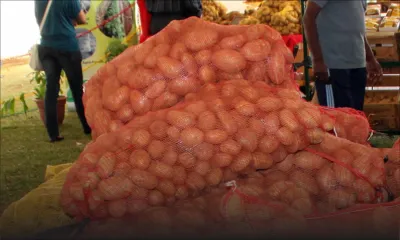 Agro-industrie : une récolte de 18 000 tonnes de pommes de terre attendue