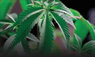 Ils seront jugés ce vendredi : deux Réunionnais arrêtés pour trafic de zamal avec Maurice