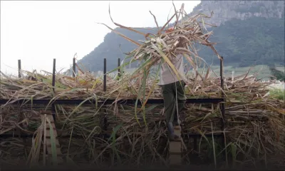 La production sucrière s’établit à 365 891 tonnes