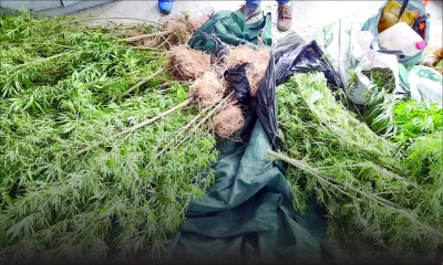 Résidence La Cure : des plants de cannabis valant Rs 800 000 déracinés à Ti-Rodrig