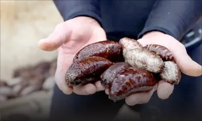Pêche - Concombres de mer : moratoire de six ans pour préserver l’écosystème marin