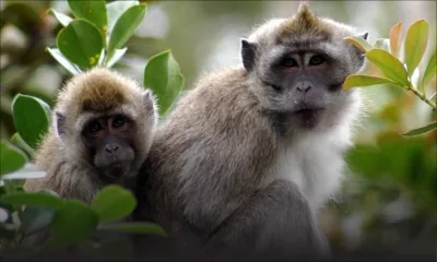  Expérimentation médicale  sur des macaques : une ONG britannique dénonce le gouvernement mauricien