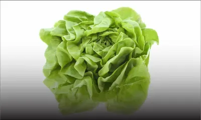 Consommation : le prix de la laitue flambe 