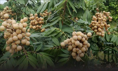 Vacoas : 100 kilos de longanes volés