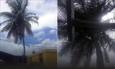 Problème de bon voisinage: querelle de papayer ou de cocotier