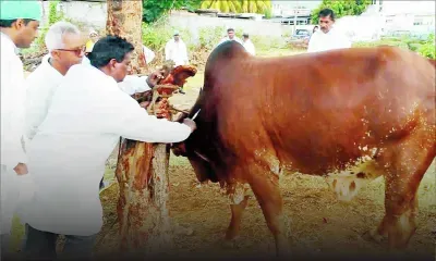 Fièvre aphteuse : un éleveur de bétail attend toujours sa compensation