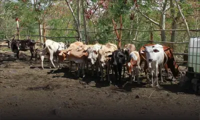 Importation de bœufs : la CCM demande au ministère de revoir le quota de 500 têtes