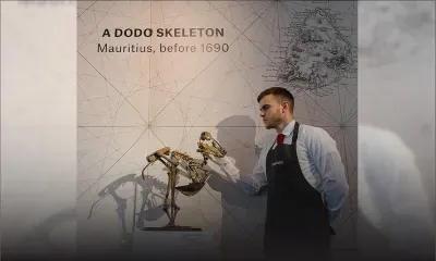 Le squelette du dodo vendu à Rs 21,7 M