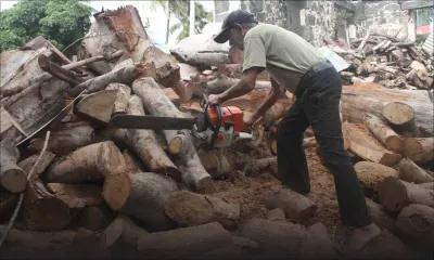 Fareed Barkhut : Bûcheron à 77 ans