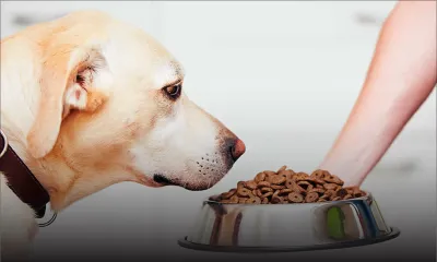 Acheter ‘malin’ - Croquettes pour chiens : les prix restent stables