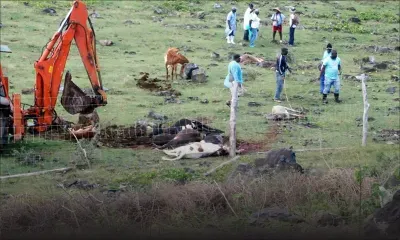 Fièvre aphteuse à Rodrigues : une compensation de Rs 15,3 M payée aux éleveurs