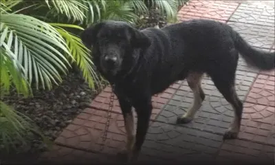 Chien recherche son maître