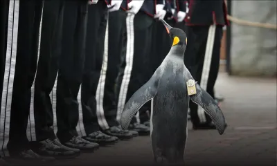 Norvège : un pingouin élevé au rang de colonel
