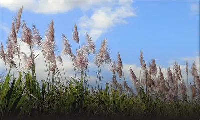 Culture de canne : des terrains inutilisés seront réalloués