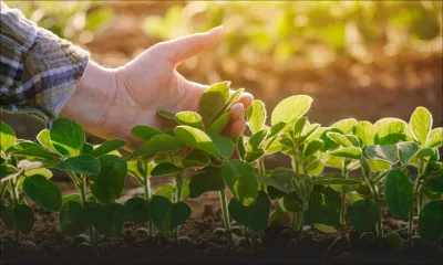 [Infographie] L’importation de fertilisants augmente de 45%