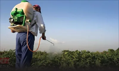  Pesticides : la réouverture des points de vente à l’étude