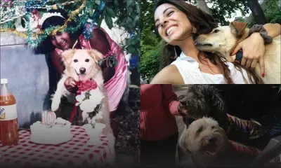 Journée mondiale des chiens : pour l’amour du toutou