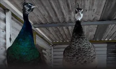 Quatre-Bornes : des malfaiteurs volent cinq paons