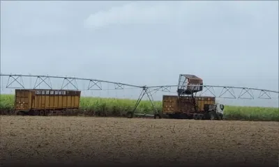 Production en déclin : l’industrie sucrière à l’heure de la réinvention