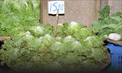 Légumes : pas de pénurie durant la saison festive