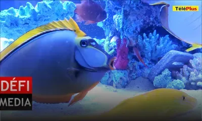 Salon du Déstockage à Pailles : découvrez les offres promotionnelles au stand de Reef For Life