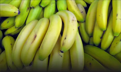 Bananes: plus de Cavendish en Angleterre